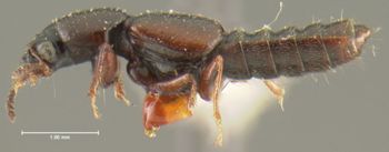 Media type: image;   Entomology 24072 Aspect: habitus lateral view